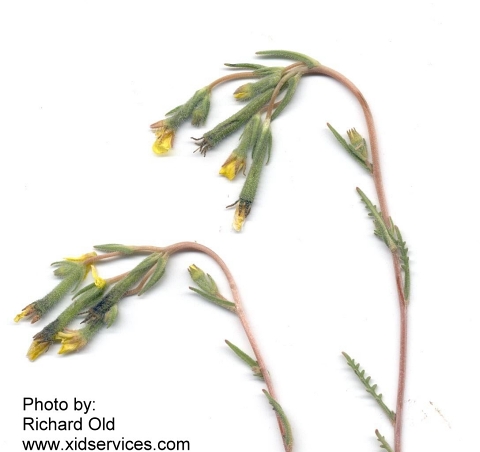 stickleaf, whitestem
